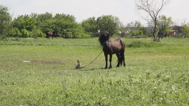 馬を放牧と夏の風景 — ストック動画