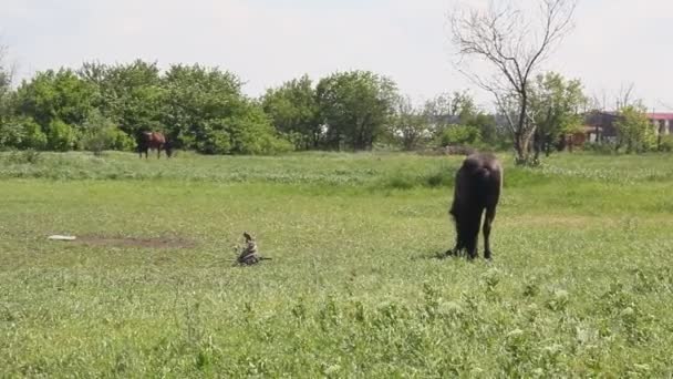 Zomer Landschap Met Grazende Paarden — Stockvideo