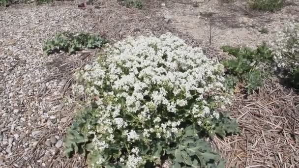 Ein Klumpen Crambe Maritima Besser Bekannt Als Seekohl — Stockvideo