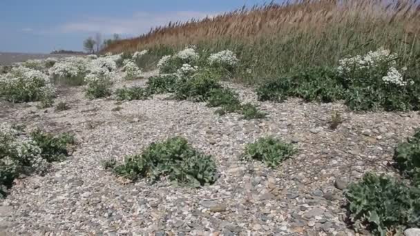 狂风暴雨的大海和岩石海岸 克拉斯诺达尔地区的阿佐夫海海岸 — 图库视频影像
