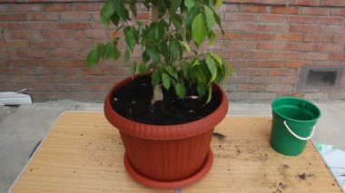 Ficus nakli sonra plastik bir tencerede