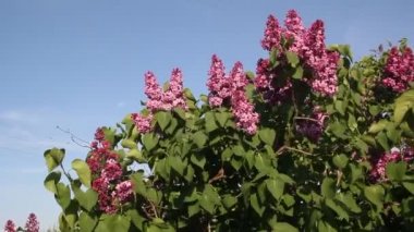 Leylak çiçeği mavi gökyüzüne karşı Şubesi