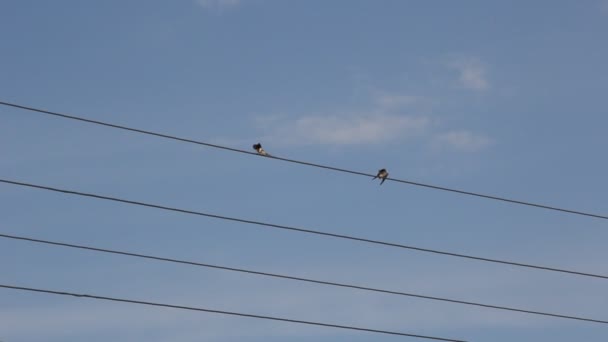 Swallows Wires Blue Sky Background — Stock Video