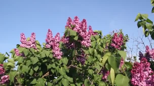 丁香的枝条在蓝天上绽放 — 图库视频影像