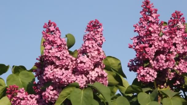 青空にライラックの花の枝 — ストック動画