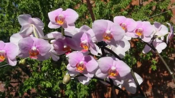 Hermosas Flores Orquídea Floreciendo Jardín — Vídeos de Stock