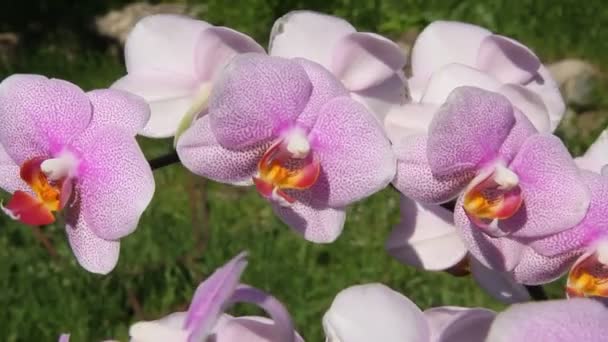 Mooie Orchidee Bloemen Bloeien Tuin — Stockvideo