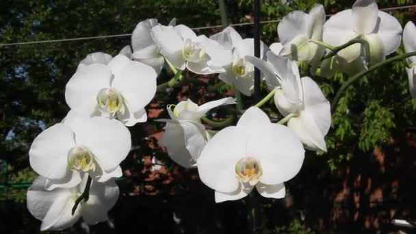 Mooie Orchidee Bloemen Bloeien Tuin — Stockvideo