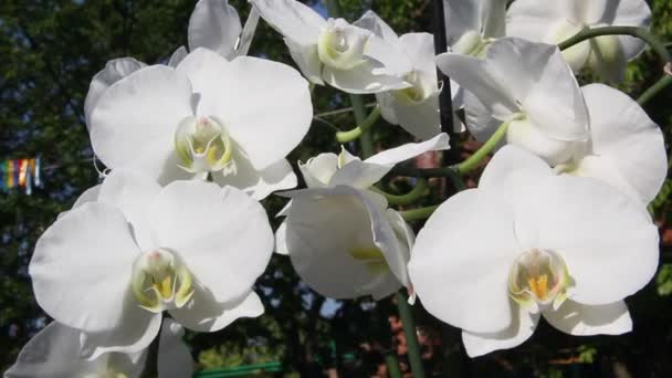 Mooie Orchidee Bloemen Bloeien Tuin — Stockvideo