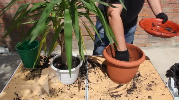 プラスチック鍋の家の植物を移植 — ストック動画