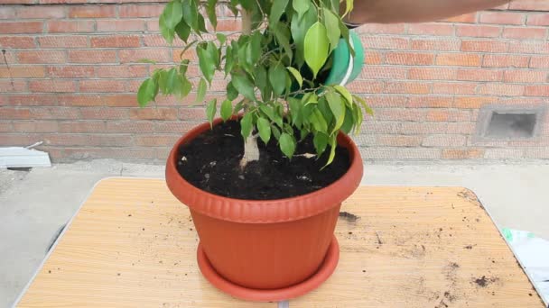 Ficus Dans Pot Plastique Après Transplantation — Video