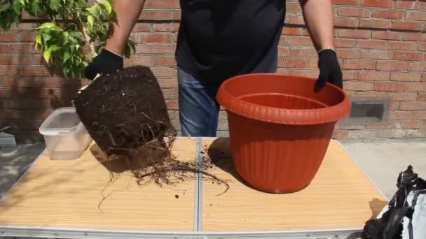 Trasplante Plantas Casa Maceta Plástico — Vídeos de Stock