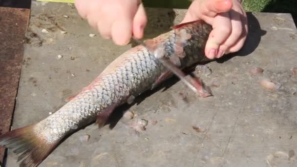 Czyszczenia Cięcia Świeżych Ryb Szczelnie Góry Ręce Ryb — Wideo stockowe