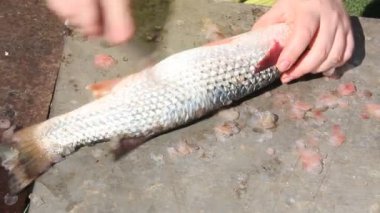 Temizlik ve taze balık kesme. El ve balık yakın çekim