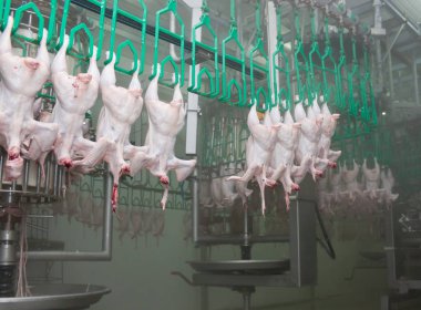 Primorsko-Akhtarsk, Rusya-24 Mayıs 2012: Gıda sektöründe işleme kümes hayvanları yakın