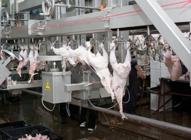 Primorsko-Akhtarsk, Rusya-24 Mayıs 2012: Gıda sektöründe işleme kümes hayvanları yakın