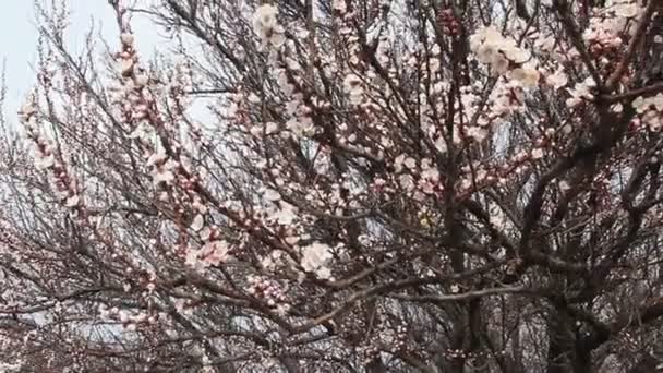 Blühende Aprikosenfrucht Zweig Mit Schönen Blüten — Stockvideo