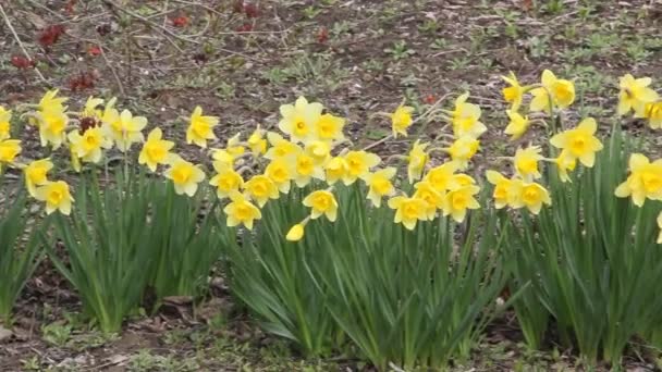 Close Yellow Daffodils Narcissus Flowering Spring Sunshine — Stock Video