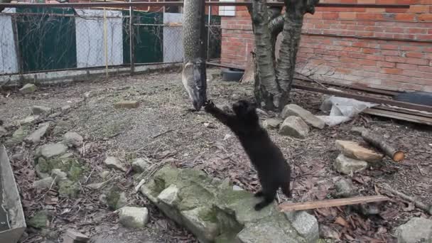 Gatos Negros Estão Tentar Arrancar Lúcio Pendurado Peixes Suspensos Pela — Vídeo de Stock