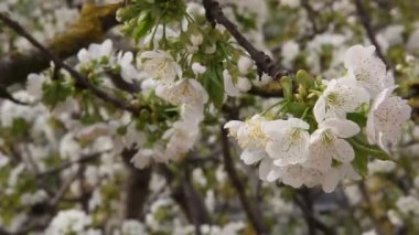 Kiraz meyve ağacı dalı ile güzel çiçek çiçeklenme