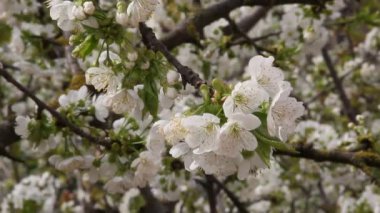 Kiraz meyve ağacı dalı ile güzel çiçek çiçeklenme