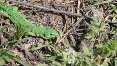 Çim yeşil kertenkele. Çoğu Avrupa ve doğuya için Moğolistan arasında dağıtılmış bir lacertid kertenkele kum kertenkele (Lacerta agilis) olduğunu.