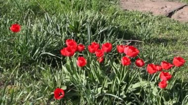 Bahar güneş çiçekli kırmızı lale, yakın çekim.