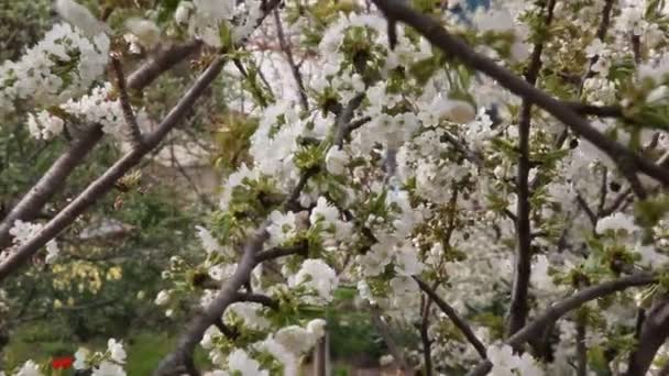 Floração Árvore Frutas Cereja Ramo Com Belas Flores — Vídeo de Stock