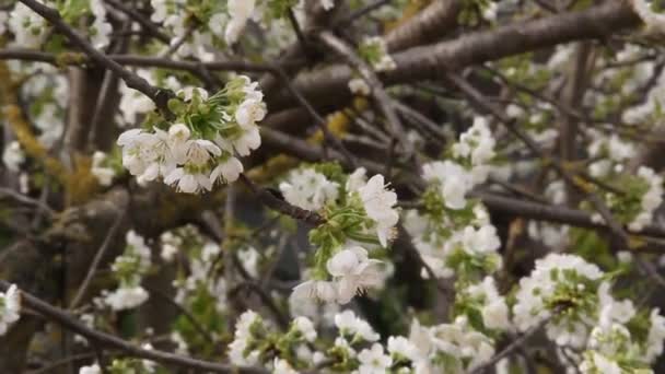 Floração Árvore Frutas Cereja Ramo Com Belas Flores — Vídeo de Stock