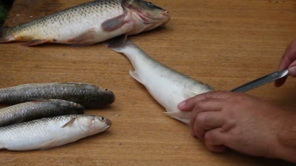 Άνθρωπος Έκοψε Ψάρι Μαχαίρι Χέρια Και Ψάρια Κοντά — Αρχείο Βίντεο