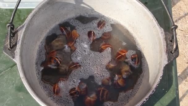 달팽이의 준비입니다 달팽이 냄비에 요리는 — 비디오
