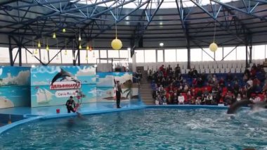 Sochi, Rusya Federasyonu - 6 Mart 2016: eğitimli yunuslar ile performans. Yunuslar sudan atlamak