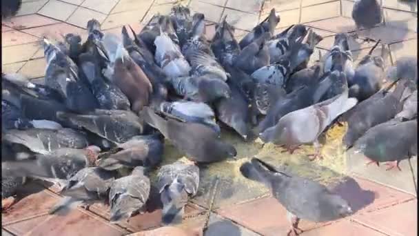 Troupeau Pigeons Picorant Croupe Jaune — Video