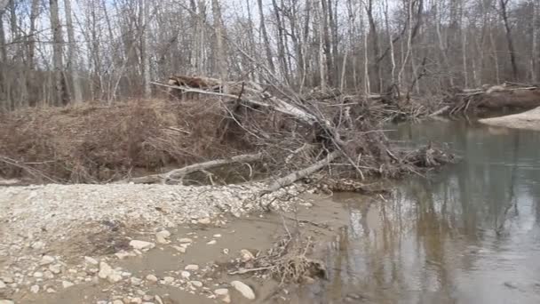 Río Taiga Principios Primavera Día Nublado — Vídeo de stock