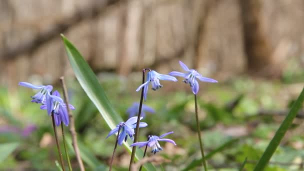 Pradera Con Flores Azules Bosque Primavera — Vídeos de Stock