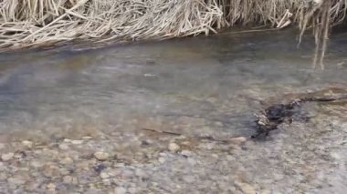 Bulutlu bir günde erken baharda Tayga Nehri