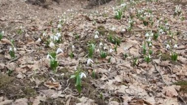 Orman glade ile çiçeklenme Galanthus. Orman erken ilkbaharda. Kafkasya eteklerine