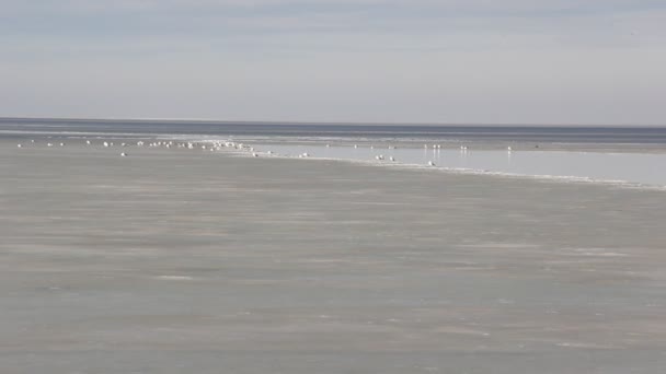 Troupeau Grands Goélands Sur Surface Tranquille Eau — Video