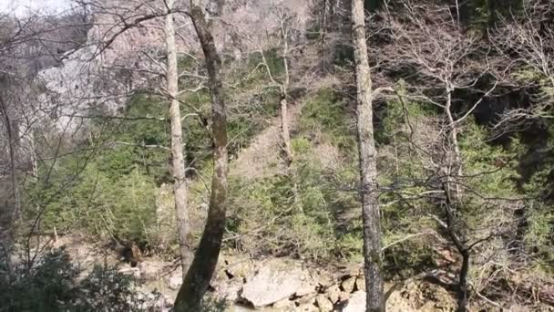 コーカサスでグアム渓谷 ロシア 木の生い茂った岩間野生春川 — ストック動画