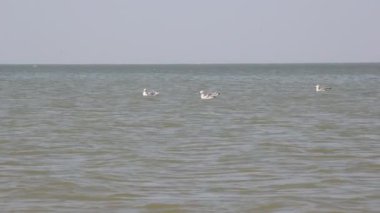 Deniz biraz heyecan. Hazar yüzmek martı ve balık avı