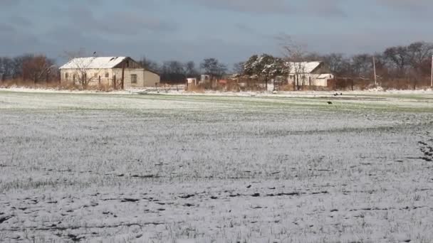 Weizengras Unter Dem Schnee Die Saatkrähen Gehen Aufs Feld — Stockvideo