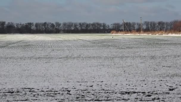 Pšeničné Trávy Pod Sněhem Vrány Přejděte Pole — Stock video