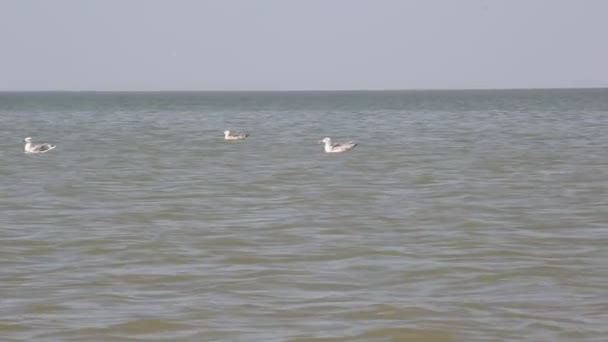 Lite Spänning Över Havet Caspian Mås Simma Och Jaga Fisk — Stockvideo