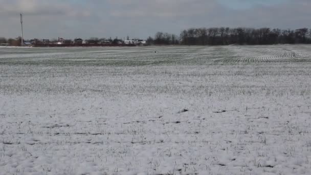 Hierba Trigo Bajo Nieve Las Torres Van Campo — Vídeo de stock