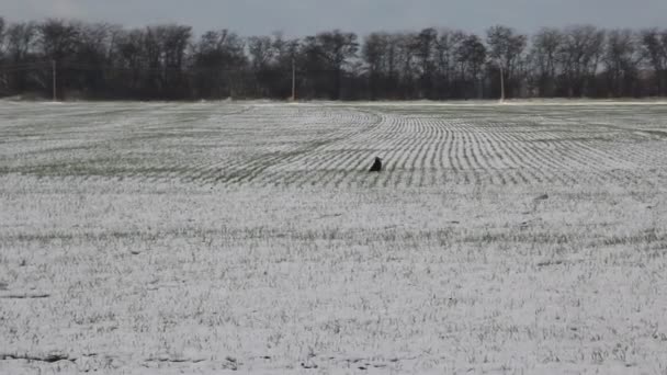 Пшеничная Трава Снегом Ладьи Выходят Поле — стоковое видео