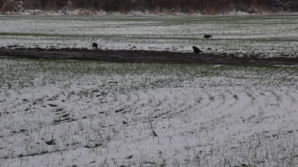 Trawa Pszeniczna Pod Śniegiem Gawrony Iść Pole — Wideo stockowe