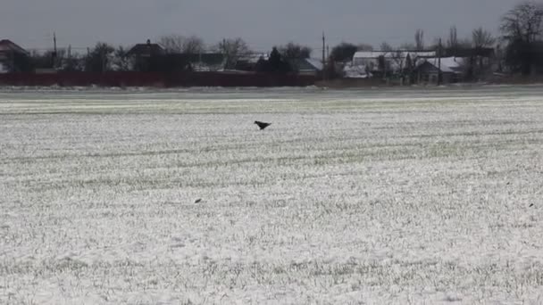 Weizengras Unter Dem Schnee Die Saatkrähen Gehen Aufs Feld — Stockvideo