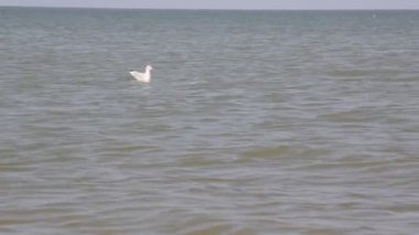 Deniz biraz heyecan. Hazar yüzmek martı ve balık avı