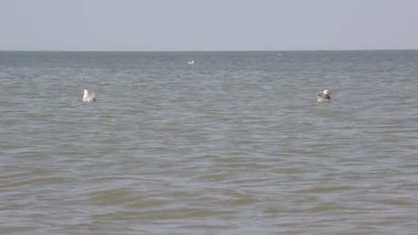 Trochu Vzrušení Moře Caspian Racka Plavat Lovit Ryby — Stock video