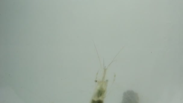 Hippocampe et crevettes nagent dans l'eau de mer boueuse 